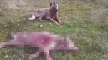Erzincan'da vahşet! Köpeklerine boğdurduğu kurdu yakan kişi gözaltına alındı