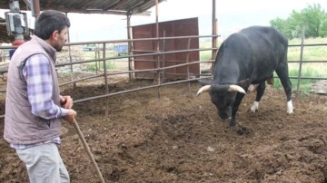 Erzincan'da 1,3 tonluk kurbanlık boğa 'Toro' alıcısını bekliyor