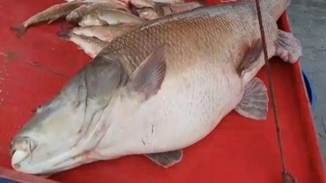 Erzincan'da Karasu Nehri'nde 110 kiloluk turna balığı oltaya takıldı