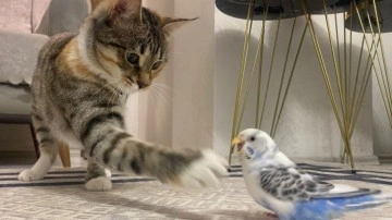 Erzurum’da kedi ile muhabbet kuşunun dostluğu hayrete düşürdü