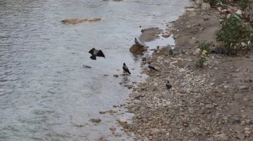Erzurum'da nehre düşen yaralı güvercini kargalar kurtarmaya çalıştı