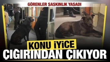 Eskişehir'de başıboş köpek tramvaya yolculuk yaptı