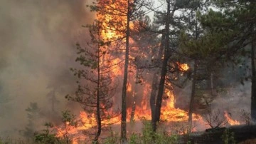 Eskişehir'de de orman yangını! Karayolu trafiğe kapatıldı