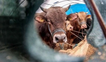 Et fiyatlarını düşürmek için AKP hayvan ithalatına hazırlanıyor: Üretici endişeli