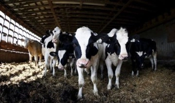 Et ve süt üreticileri bugün grev yapacak: Sanayiciye ürün yok!