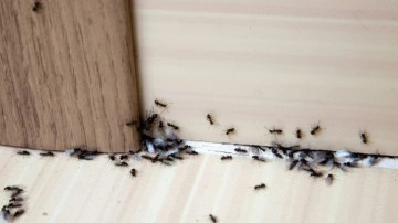 Evinizde çok fazla karınca var ve bir türlü kurtulamıyor musunuz? Bu yöntemleri deneyin