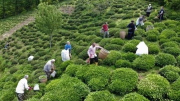 Fındık diyarı Ordu’da ilk çay hasadı başladı