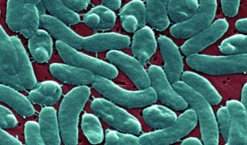 F﻿lorida'da Ian Kasırgası sonrası 'et yiyen bakteri' vakaları arttı