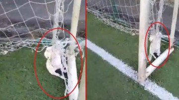 Futbol oynamaya giden gençler, kale ağlarına asılı iki kedi ölüsüyle karşılaştı