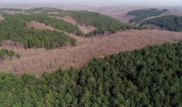 Gaziantep'te ormanın katledilmesine izin vermeyen Orman İşletme Şefi Ümran Pınar görevden alınd