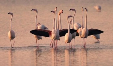 'Gediz Deltası'nda flamingo ve pelikanların üreme alanları azaldı