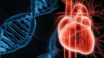 Genetik Kalp Hastalıklarına Karşı DNA Tedavisi Geliyor!