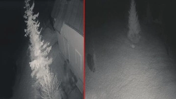 Giresun'da kış uykusundan uyanan ayı, karla kaplı arazide yiyecek ararken görüntülendi