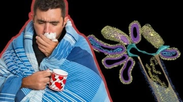 Grip Virüsü, Başka Bir Virüsle 'Hibrit Virüs' Oluşturdu