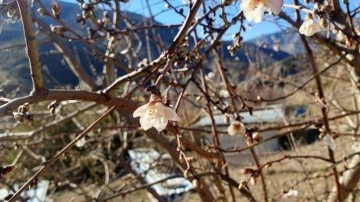 Gümüşhane'de Şubat ayında badem ağaçları çiçek açtı!
