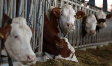 Güney Kore'de şap hastalığı alarmı: Çok sayıda sığır itlaf edilecek