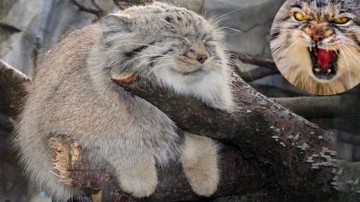 Gür Tüyleriyle Tombul Görünen Sevimli Yaban Kedisi: Pallas - Webtekno