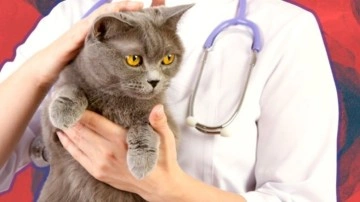 Hafife Alınmaması Gereken En Yaygın Kedi Hastalıkları