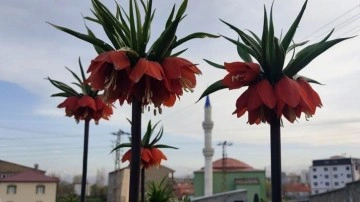 Hakkari'de sadece bir aylık ömürleri olan ters laleler çiçek açtı