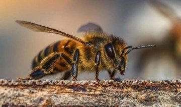 Hava sıcaklarındaki değişkenlik, arıların kış uykusuna geçmesini engelledi