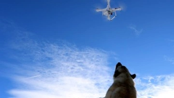Havadaki droneyi yakalamaya çalışan köpek ilginç görüntü oluşturdu