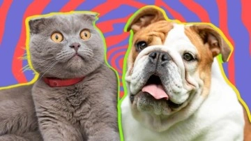 Hayatları Boyunca Acı Çeken Kedi ve Köpek Cinsleri - Webtekno