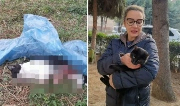 Hayvan katliamı durmuyor: 5 ayda baktığı 4 kedi öldürüldü, yavru kedisi patileri kesilmiş bulundu