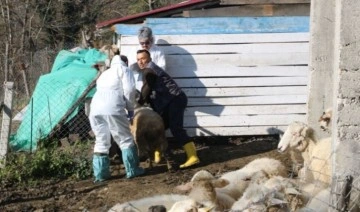 Hayvanlarda 'çiçek hastalığı' görüldü: Zonguldak'ta 50 köy karantinaya alındı