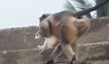 Hindistan'da öfkeli maymunlar yüzlerce köpeği yüksek binalardan aşağı fırlattı