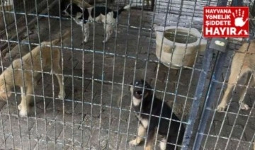 İddia: Bayındır Belediyesi Bakımevi'nde yüzlerce köpek öldürüldü