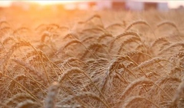 IGC, küresel tahıl üretimi için tahminini düşürdü
