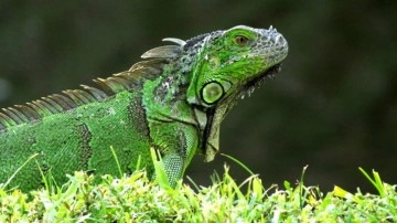 İguanalar kaç yıl yaşar? İguanalar renk değiştirir mi?