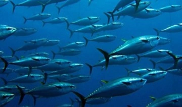 İklim değişikliği, kirlilik, aşırı ve kaçak avcılık balık stoklarını düşürüyor
