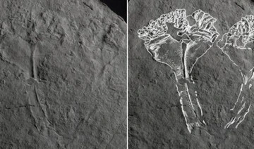 İngiltere'de 'bilinen en eski yırtıcı hayvan' fosili bulundu
