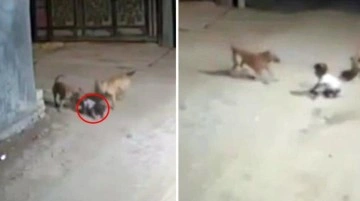 Irak'ta başıboş köpekler bebeğe saldırdı! Anbean kamerada