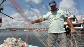 İstanbul Boğazı'nda denizanası yoğunluğu! Balık stoklarında azalmaya sebep oluyor