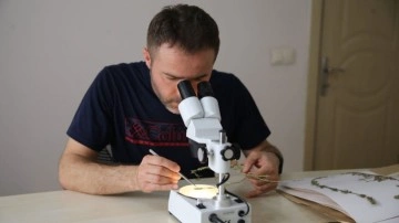 İstanbul Karaburun sahilinde yeni bir endemik bitki türü keşfedildi