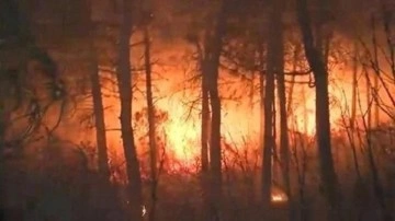 İstanbul Maltepe'de ormanlık alanda yangın çıktı