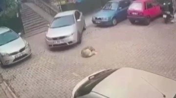 İstanbul tepki çeken görüntü: Yerde yatan köpeği otomobiliyle ezerek telef etti!