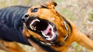 İstanbul Valiliğinden başıboş köpek dehşetiyle ilgili açıklama