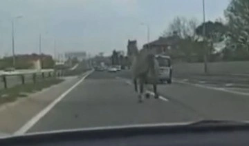 İstanbul’da başıboş at trafiği karıştırdı