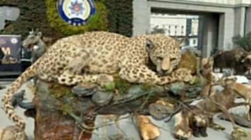 İstanbul'da kaçak hayvan müzesine operasyon: Detaylar şoke etti!