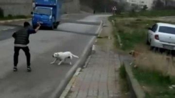 İstanbul'da köpek dehşeti! 10 yaşındaki çocuğa saldırdı