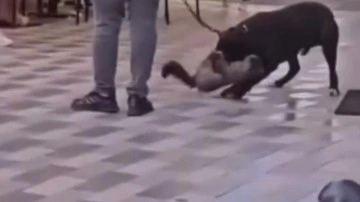 İzmir'de yasaklı ırk köpek, saldırdığı kediyi boğazından ısırdı!