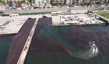 İzmir Köfezi'nde deniz marulu temizliği