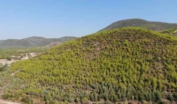 İzmir'de 5 yıl önce 12 bin hektar ormanın yandığı alan yeşillendi