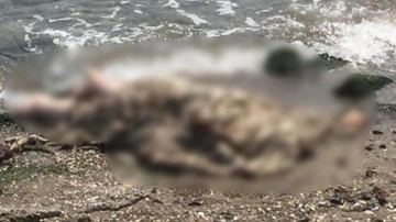 İzmir'de şoke eden olay! Deniz kenarında erkek cesedi bulundu