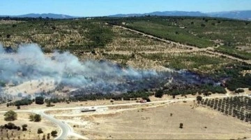 İzmir'de tarım arazisinde çıkan yangın, ağaçlandırma sahasına sıçradı