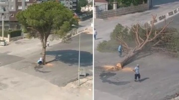 İzmir'de yarım asırlık ağacın kesilmesi tepki çekti