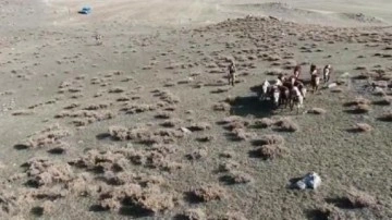 Jandarma, kaybolan 30 ineği dron ile buldu